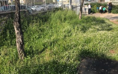 Richiesto taglio erba al parco di Via Fosso Scilicino