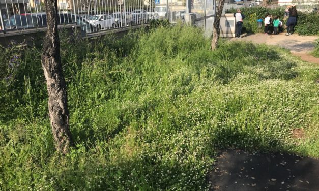 Richiesto taglio erba al parco di Via Fosso Scilicino