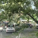 Richiesto intervento su alberature e verde pubblico
