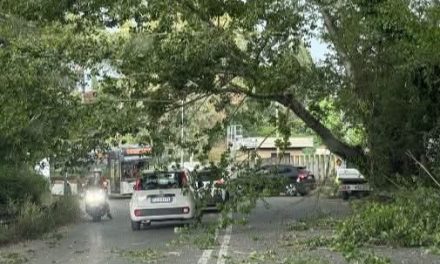 Richiesto intervento su alberature e verde pubblico