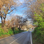 Potatura alberi a Villaggio Prenestino: la nostra battaglia per la sicurezza del quartiere