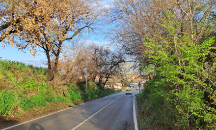 Potatura alberi a Villaggio Prenestino: la nostra battaglia per la sicurezza del quartiere