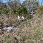Parco Via Torricella Sicura: inviata (ennesima) lettera formale a Roma Capitale e Municipio VI per chiederne la riqualificazione